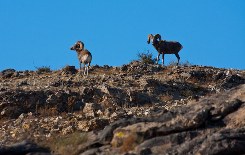 Argali